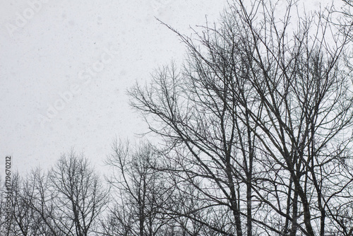 Wallpaper Mural Tranquil seasonal scene with bare branches and sky. Torontodigital.ca