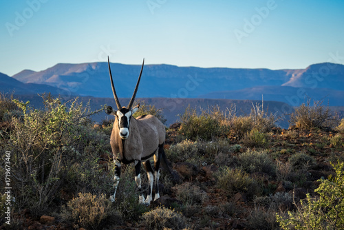 Canvas Print Gemsbok (Oryx gazella) standing in arid Karoo shrubland, Karoo National Park, South Africa