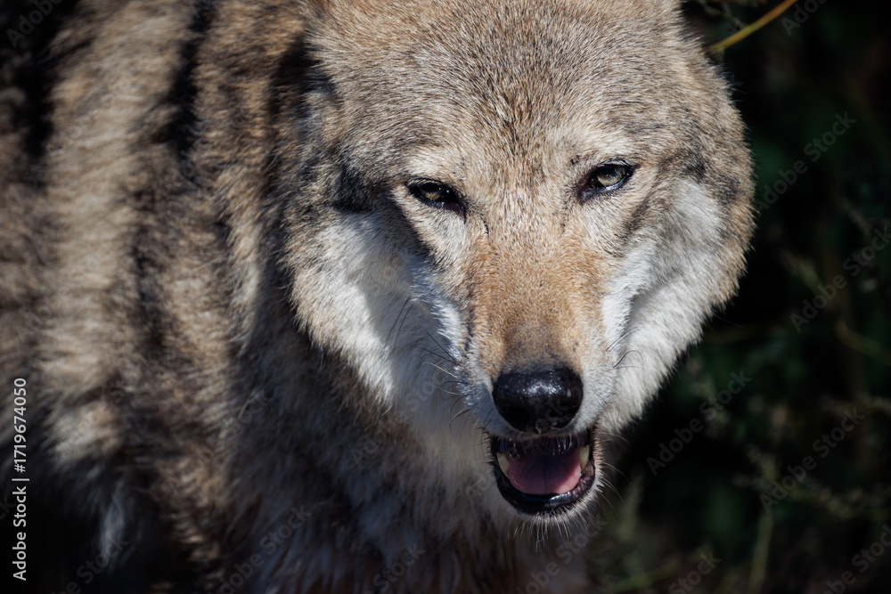 Fototapeta premium gray wolf canis lupus