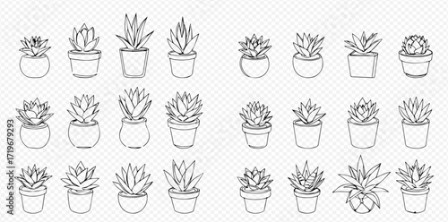 Collection of various potted succulent plants, presented as a simple black and white line drawing, arranged in rows.