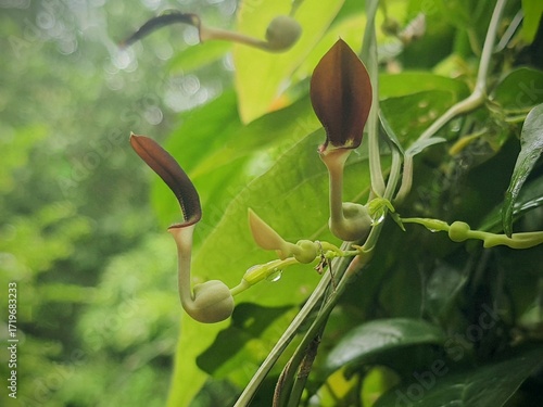 Aristolochia indica plant with flowers from srilanka