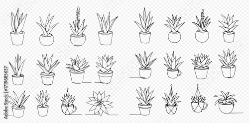 Collection of various potted succulent plants, depicted in a continuous line drawing style.