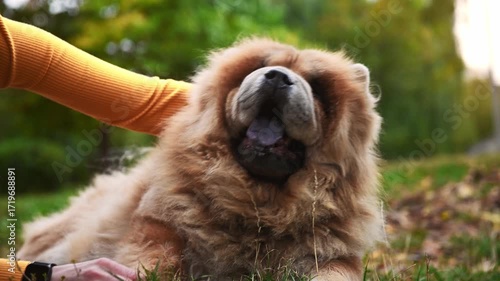 Chow Chow dog liying in the park. Beautiful close up shot of a big red Chow Chow dog
