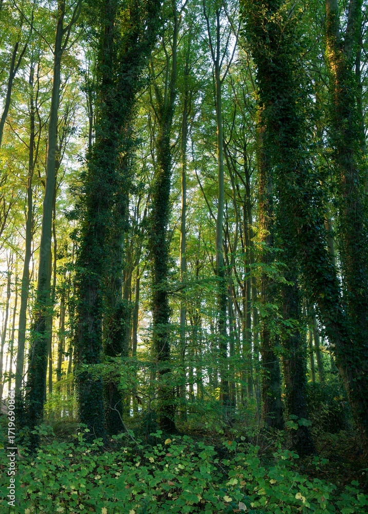 Naklejka premium Deciduous woodland, Gloucestershire, England