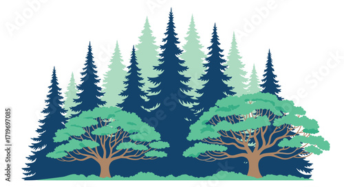 A serene forest landscape featuring a mix of evergreen and deciduous trees.