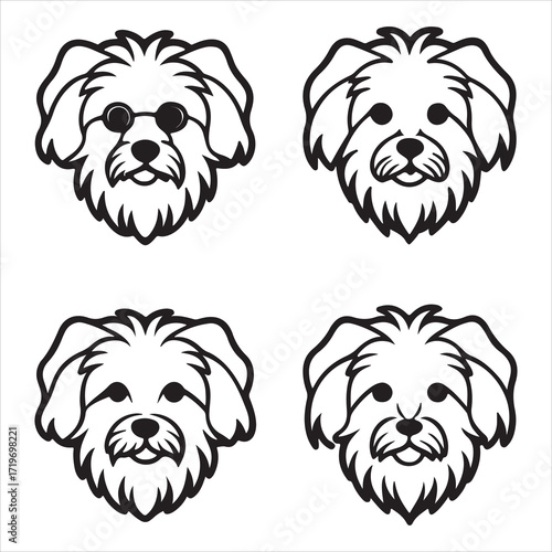 A Small and Elegant Maltese, a Charming Toy Breed Companion with Long Silky Hair that is Non-shedding, a Gentle Lapdog with a Fearless Heart