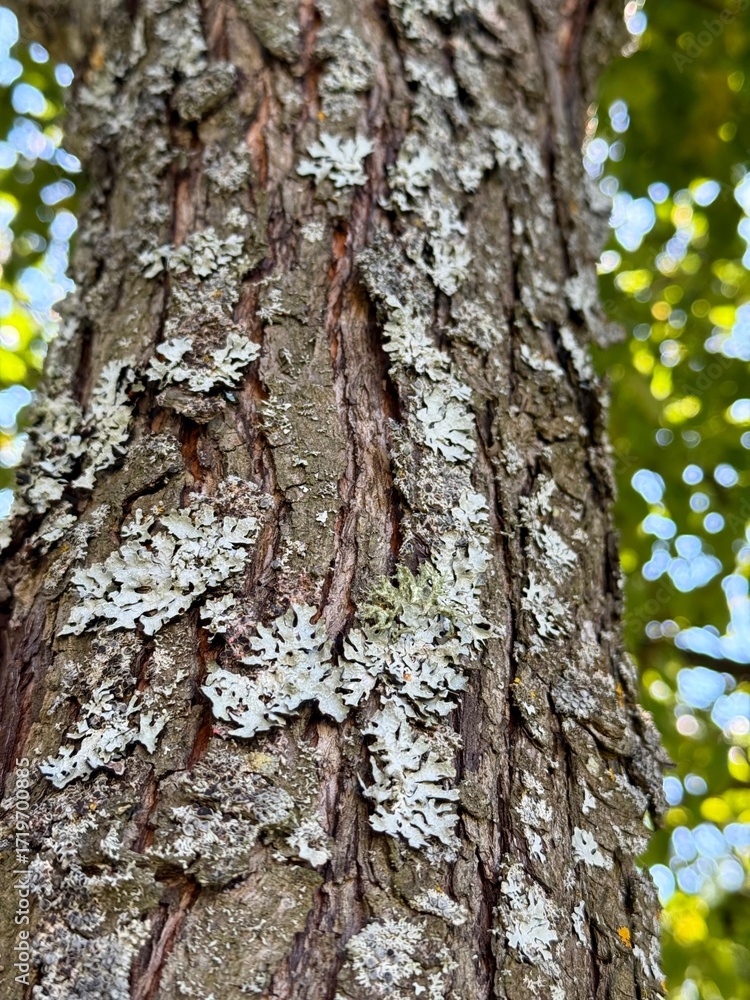 Fototapeta premium Close-up of cracked bark and moss on fruit tree branches. Useful for agriculture, plant pathology, gardening, education, environmental issues, biology projects