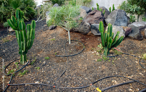 The cactus drip irrigation system hose ensures efficient watering in the park garden on Tenerife Island, Spain. Kleinia neriifolia in side and Euphorbia ingens in center.