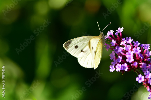 cabbage butterfly on flower of a thistle