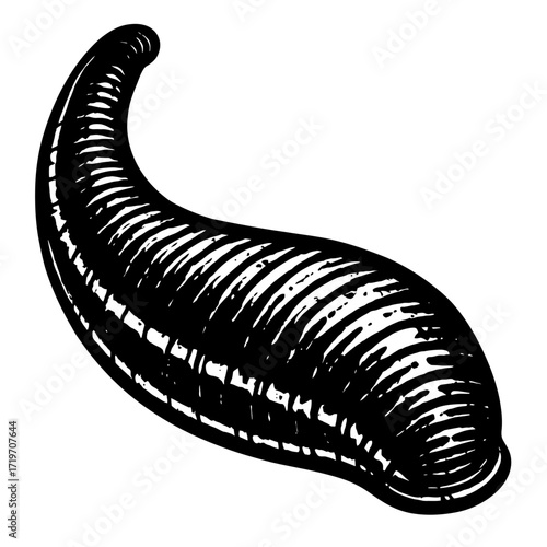 Black and white vintage illustration of a segmented aquatic leech. This detailed drawing showcases the annelid worm in a classic engraving style, perfect for historical medical, scientific, and educat
