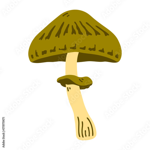 Wild mushroom with a earthy green cap and beige stem. Isolated forest food. Botanical themes, autumn harvest designs, food concepts, and nature-inspired projects.