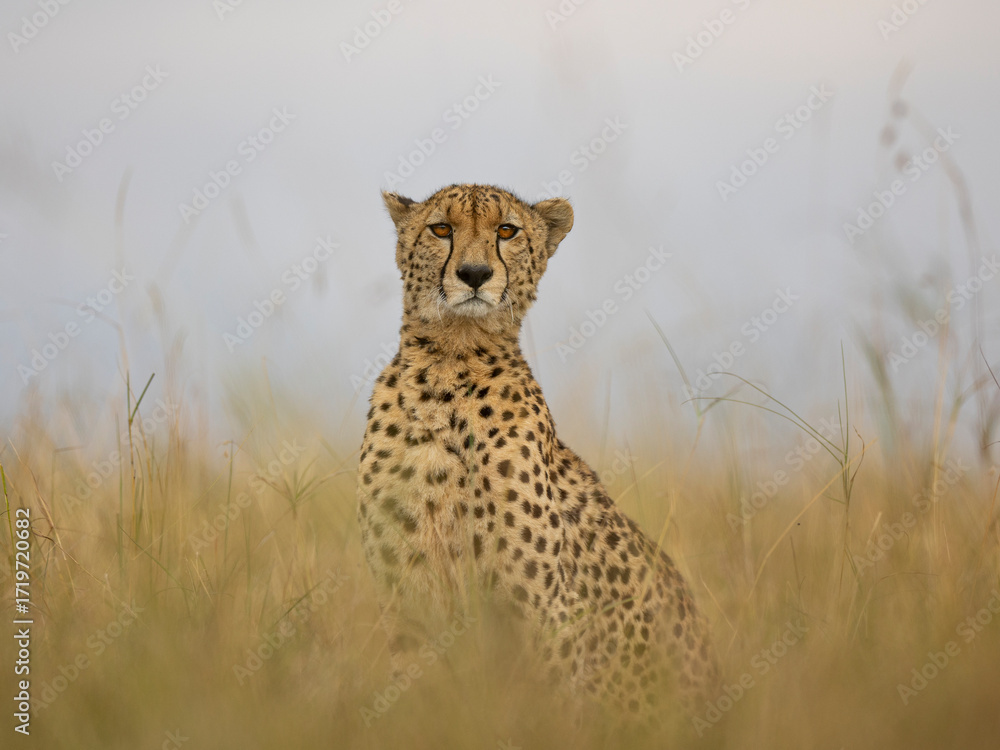 Naklejka premium cheetah in the savannah