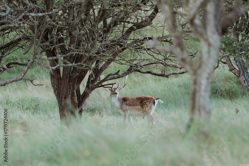 Εκτύπωση καμβά a dear looking at people  in the scrub in Groot Sprenkelveld, Amsterdam