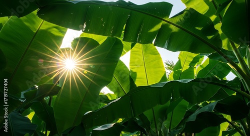 Sunburst Through Banana Leaves: Tropical Canopy