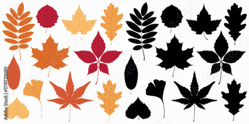 Colorful and black leaves collection. Set of autumn various leaves. Black silhouette leaf collection. Vector illustration isolated on a white background.
