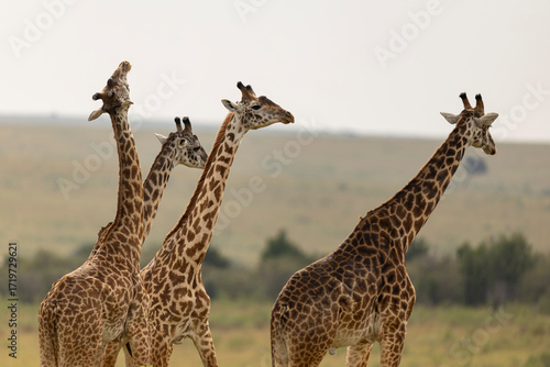 Photography giraffes