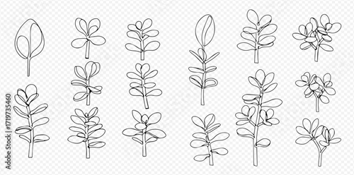 Line art illustration showcasing various stylized jade plant (Crassula ovata) arrangements and single leaves.