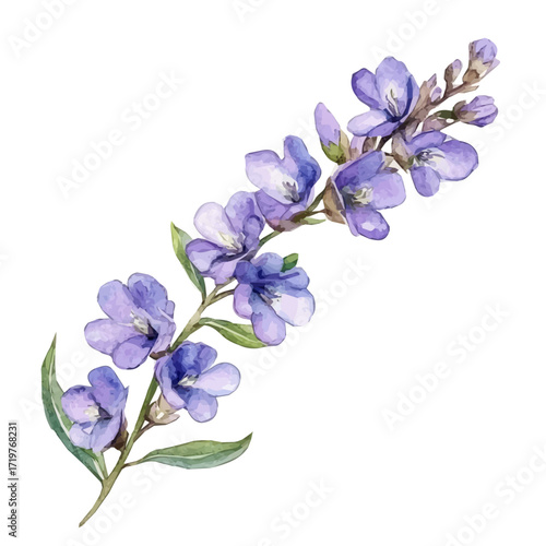A minimal flowers layout, Watercolor painting of angelonia flower, delicately hand-painted with artistic brush strokes, white background, vector EPS. vector illustration