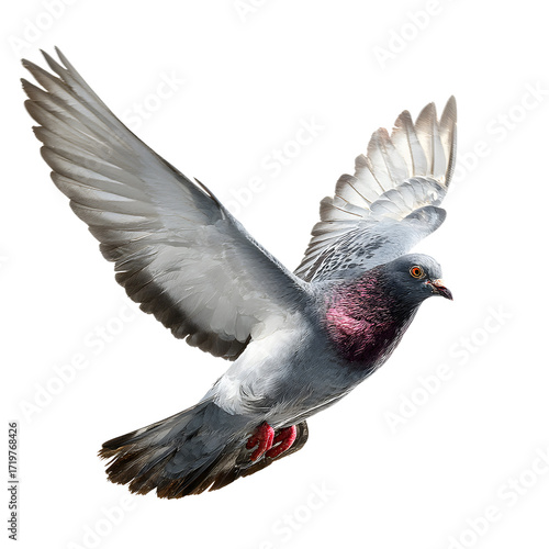 A detailed close up of a pigeon in flight with wings outstretched isolated on transparent background