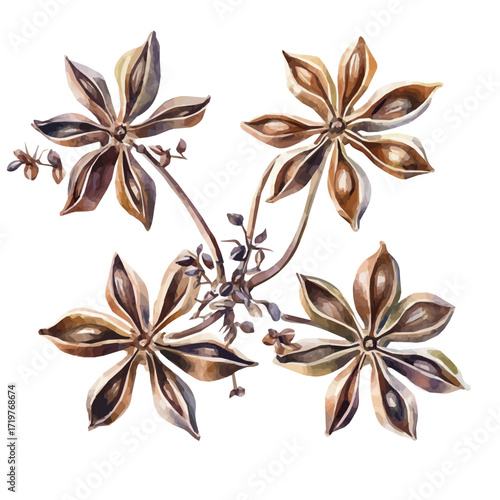 A minimal layout, Watercolor painting of anise seeds, delicately hand-painted with artistic brush strokes, white background, vector EPS. vector illustration