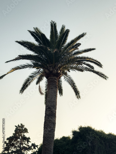 Stock photo of a single pal...