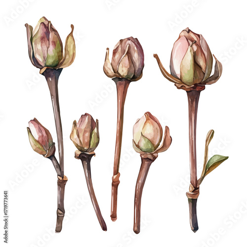 A minimal design, Watercolor painting of clove buds, delicately hand-painted with artistic brush strokes, white background, vector EPS. vector illustration