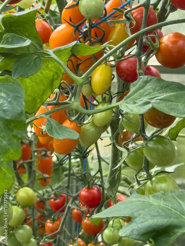 Ripe red, orange, yellow ch...
