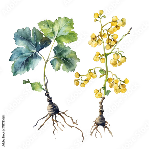 A high-quality watercolor illustration of Oregon grape root, with fine brush details, painting set in watercolor style, plant set, EPS format, hand-drawn and isolated on a white background