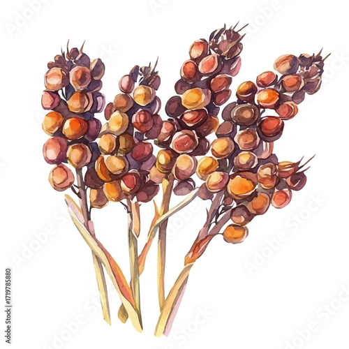 Foto hand-drawn paint, Simple Illustration, A beautiful painting of sorghum grains, EPS format, isolated on a white background, watercolor style, minimal yet artistic elements for creative designs