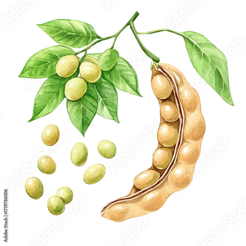 hand-drawn paint, Simple Illustration, A beautiful painting of soybeans, EPS format, isolated on a white background, watercolor style, minimal yet artistic elements for creative designs.