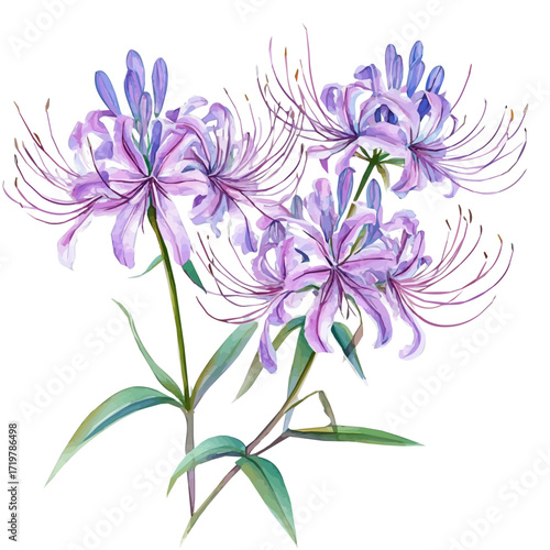 minimal yet artistic elements for creative designs. hand-drawn paint, Simple Illustration, A beautiful painting of spider flower set, EPS format, isolated on a white background, watercolor style	