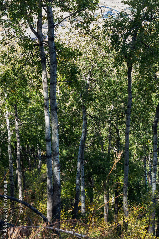 Fototapeta premium pine forest in the morning