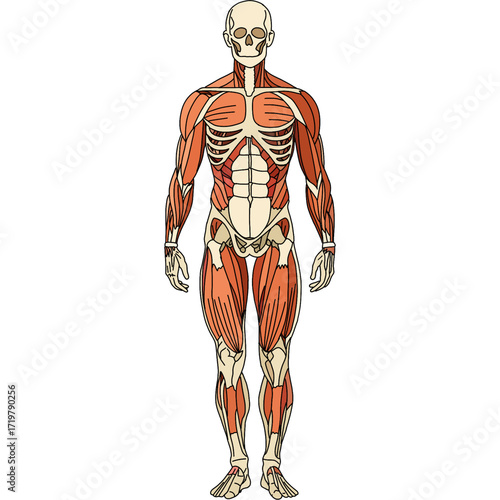 Human Muscular and Skeleton System