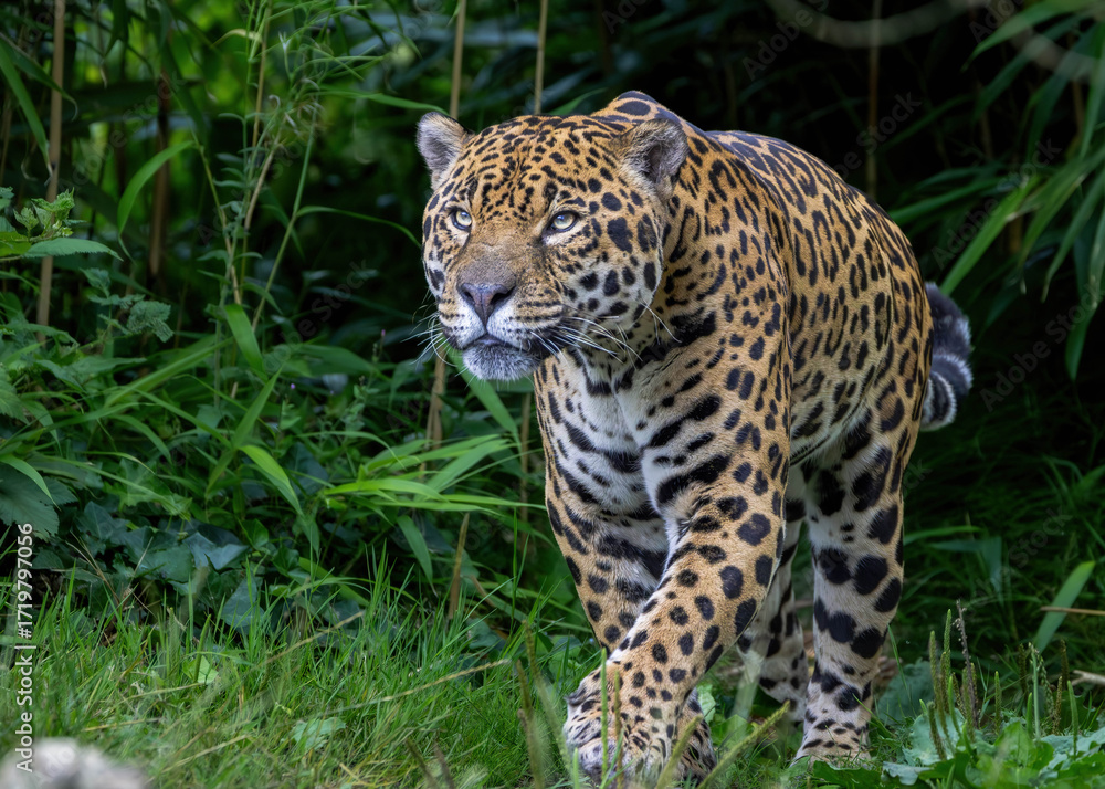 Fototapeta premium Jaguar looking upwards