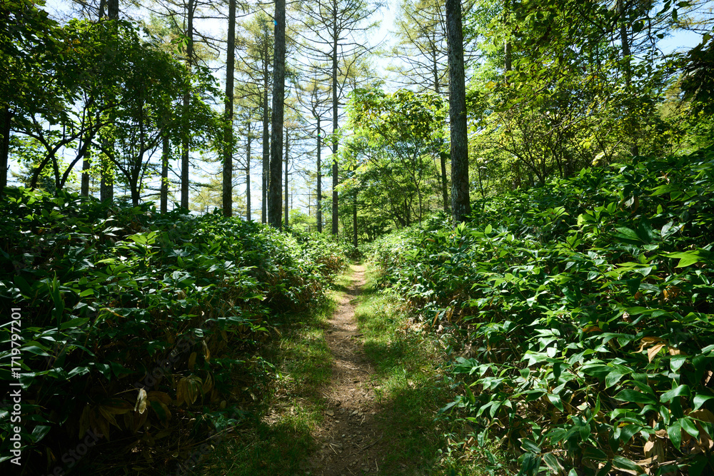 Obraz premium 登山道