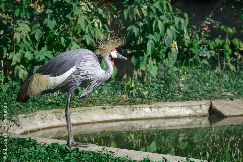 Fototapeta premium African crowned crane balancing on one leg beside a pond, surrounded by green foliage, captured in natural sunlight outdoors.