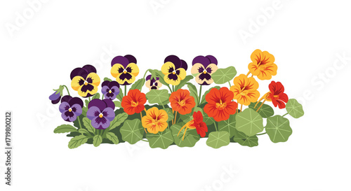 Vector Illustration of Colorful Pansies and Nasturtiums: Vibrant Floral Arrangement for Spring and Summer Designs, Greeting Cards, and Garden-Themed Projects