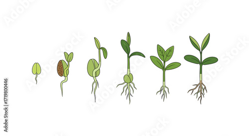 Seed Germination Stages: Illustration of Seed Growth Process From Seed to Plant, Showing Root Development and Leaf Formation, Isolated on White Background