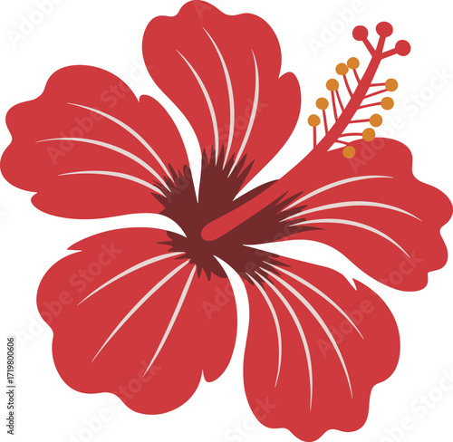 Vibrant red hibiscus flower illustration with detailed petals and stamen