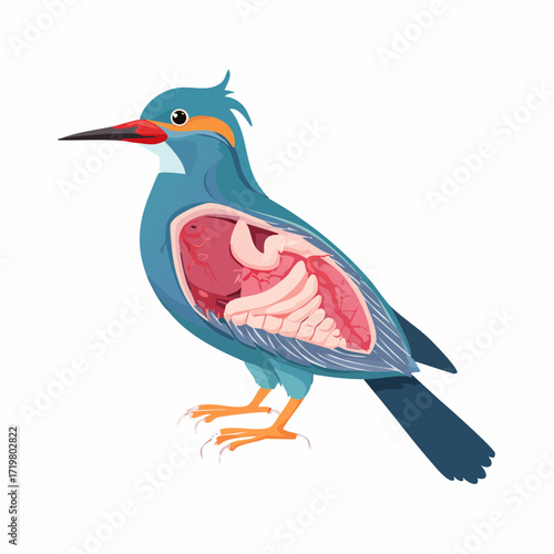 Bird Internal Anatomy Vector Detailed Avian Organs Illustration