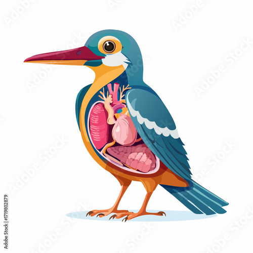 Detailed anatomical illustration of a kingfisher bird, showcasing its internal organs and skeletal structure in a clear, educational diagram