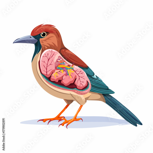 Detailed Bird Anatomy A Vector Illustration Showing Internal Organs