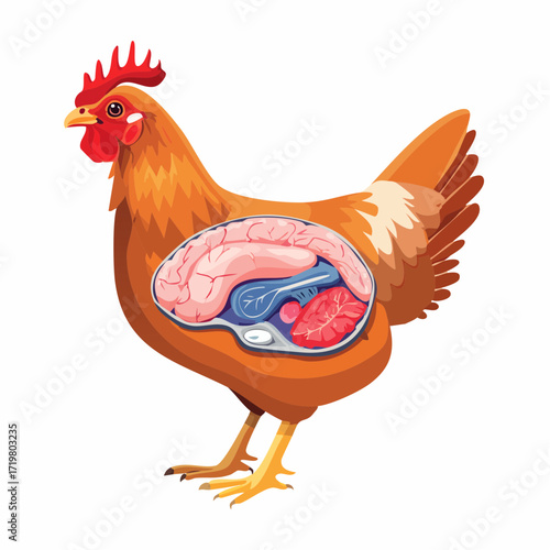 Chicken Anatomy A Detailed Vector Illustration of Internal Organs