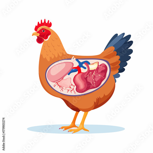 Vector illustration of a chicken's internal organ anatomy, presenting a simplified flat educational diagram of a hen's biological systems