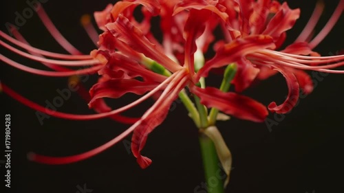 red spider lily flower blooming close-up on black background
