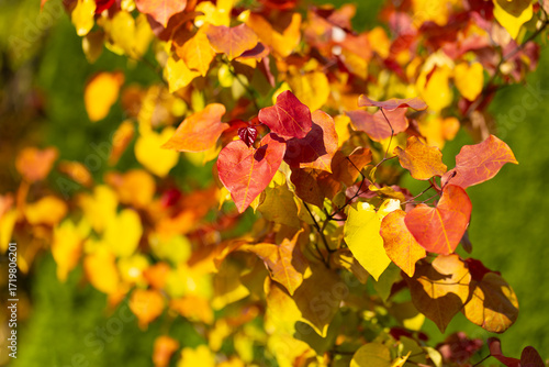 Eternal flame (Cercis canadensis), colorful leaf, yellow, green, orange, red. A tree as an ornament, decoration, summer garden. Heart-shaped leaves. Background for design or wallpaper