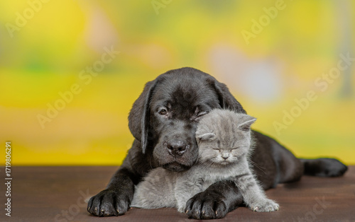 Friendly Black labrador puppy hugs tiny sleepy kitten at summer park. Dog embracing cat.