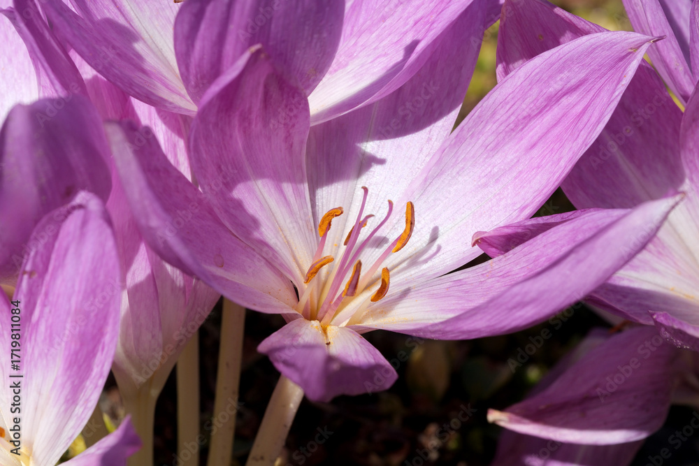 Fototapeta premium Pink blossoms bloom in sunlight during a calm spring day