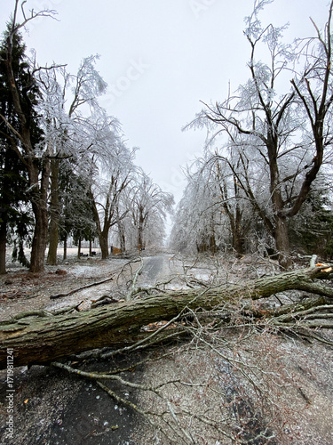 Massive fallen tree blocking a rural road after heavy ice storm