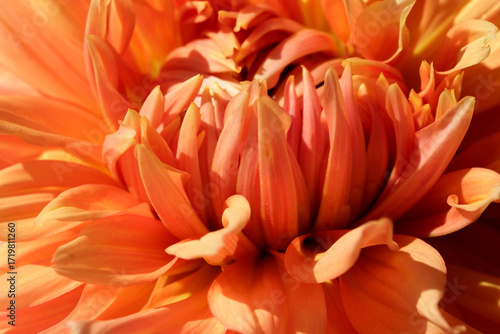 Vibrant orange petals bloom in sunlight showcasing natural beauty